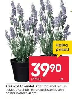 Rusta Krukväxt Lavendel erbjuda