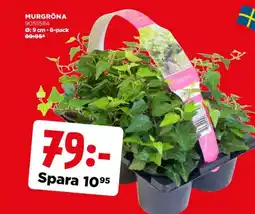 Jem&Fix Murgröna erbjuda