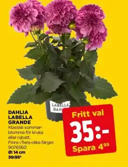 Jem&Fix Dahlia labella grande erbjuda