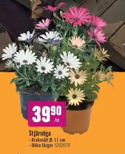 Hornbach Stjärnöga erbjuda