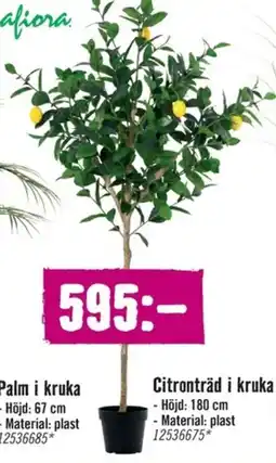 Hornbach Citronträd i kruka erbjuda
