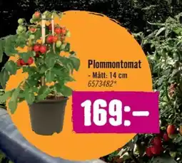 Hornbach Plommontomat erbjuda