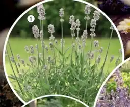 Hornbach Lavendel 'Ang Felice Rosa' erbjuda