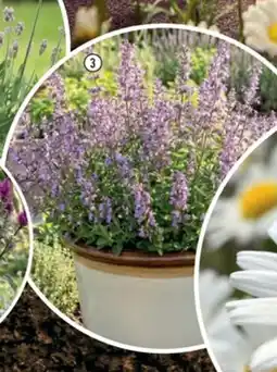 Hornbach Nepeta 'Russian Blue' erbjuda
