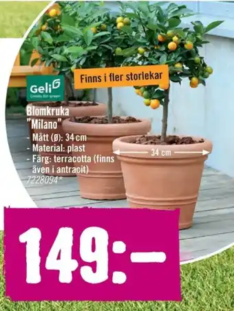 Hornbach Blomkruka "Milano" erbjuda