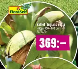 Hornbach Valnöt Juglans regia erbjuda