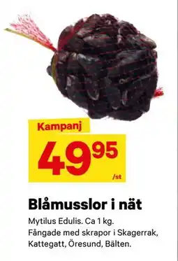 City Gross Blåmusslor i nät erbjuda