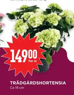Willys TRÄDGÅRDSHORTENSIA erbjuda