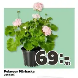 Coop Daglivs Pelargon Mårbacka erbjuda