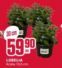 ÖoB LOBELIA erbjuda