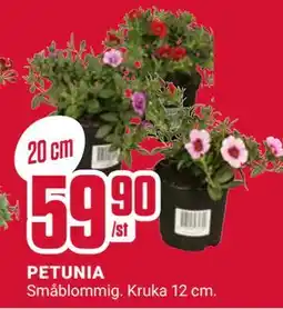 ÖoB PETUNIA erbjuda