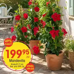 EKO Mandevilla erbjuda
