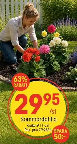EKO Sommardahlia erbjuda