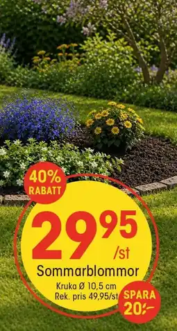 EKO Sommarblommor erbjuda