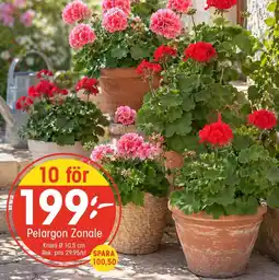 EKO Pelargon zonale erbjuda