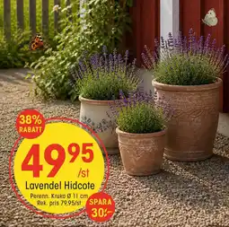EKO Lavendel hidcote erbjuda