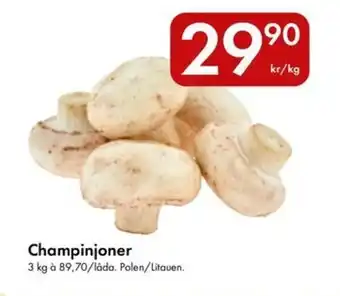 Snabbgross Champinjoner erbjuda