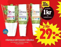 ICA Maxi ICA Färska kryddor i kruka erbjuda