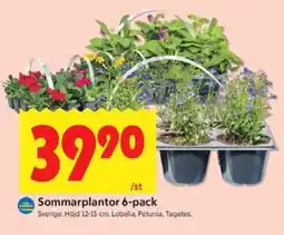ICA Kvantum Sommarplantor 6-pack erbjuda