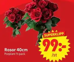 Nya Pulsen Rosor erbjuda