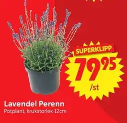 Nya Pulsen Lavendel Perenn erbjuda