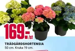 ÖoB Trädgårdshortensia erbjuda