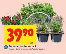 ICA Kvantum Sommarplantor 6-pack erbjuda