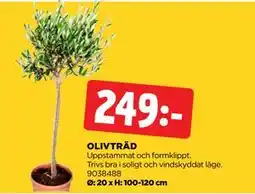Jem&Fix OLIVTRÄD erbjuda