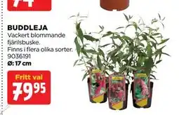 Jem&Fix BUDDLEJA erbjuda