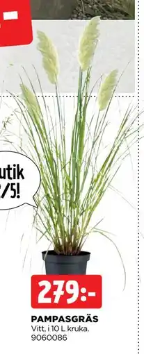 Jem&Fix PAMPASGRÄS erbjuda