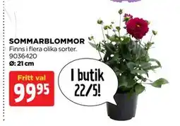 Jem&Fix SOMMARBLOMMOR erbjuda