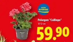 Lidl Pelargon "Calliope" erbjuda