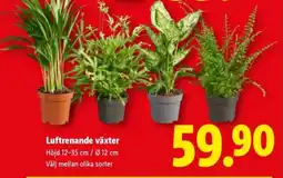 Lidl Luftrenande växter erbjuda