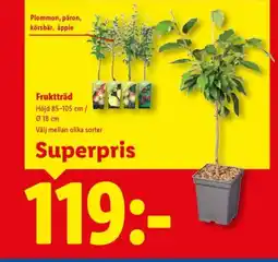Lidl Fruktträd erbjuda