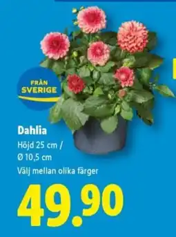 Lidl Dahlia erbjuda