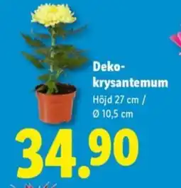 Lidl Deko- krysantemum erbjuda