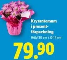 Lidl Krysantemum i present- förpackning erbjuda