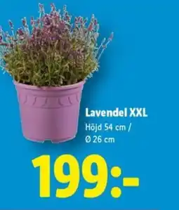 Lidl Lavendel XXL erbjuda
