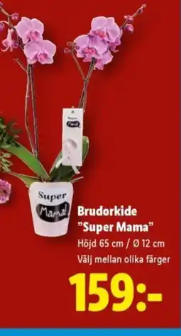 Lidl Brudorkide "Super Mama" erbjuda
