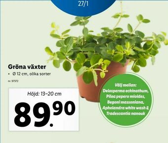 Lidl Gröna växter erbjuda