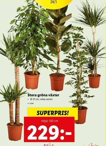 Lidl Stora gröna växter erbjuda