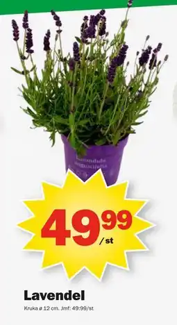 Pekås Lavendel erbjuda