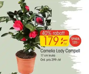 EKO Camelia Lady Campell 17 cm Kruka erbjuda