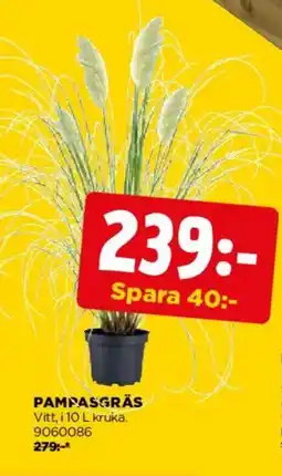 Jem&Fix Pampasgräs erbjuda