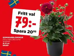 Jem&Fix Sommarblommor erbjuda