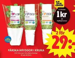 Apotek Hjärtat ICA Färska kryddor i kruka erbjuda