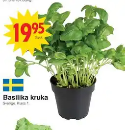 Matöppet Basilika kruka erbjuda
