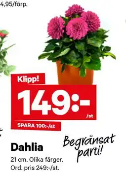 City Gross Dahlia erbjuda