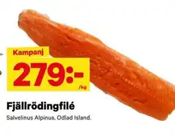 City Gross Fjällrödingfilé erbjuda