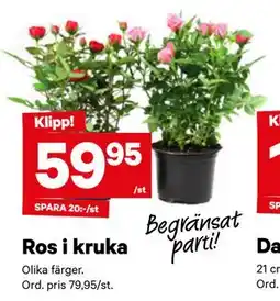 City Gross Ros i kruka erbjuda